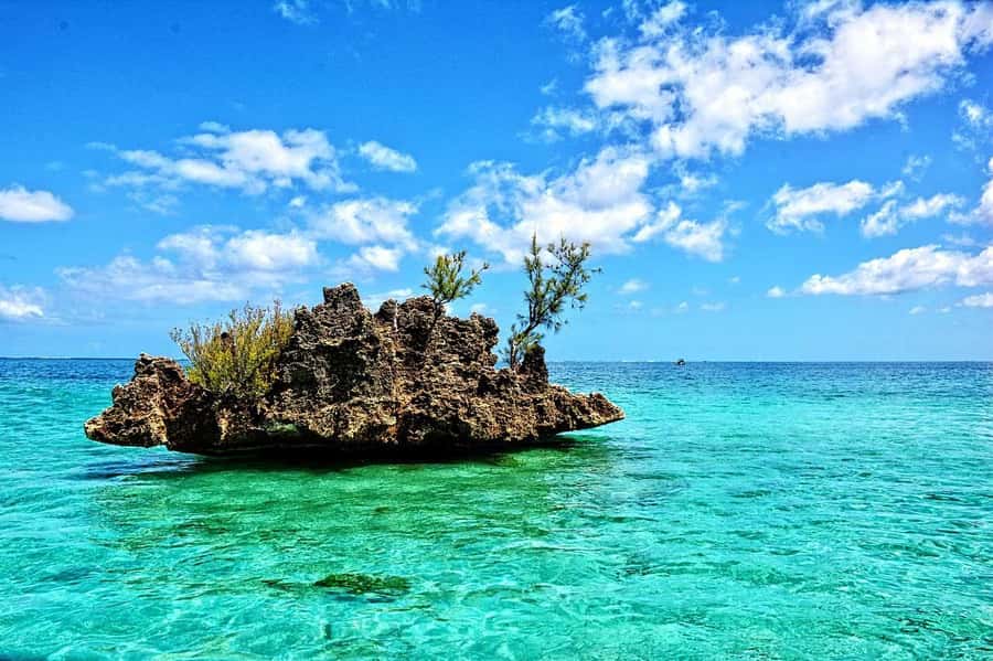 Tamarin: Dolphin Snorkel, CrystalRock, ile o Benitiers Lunch - Swimming with dolphins in their natural habitat