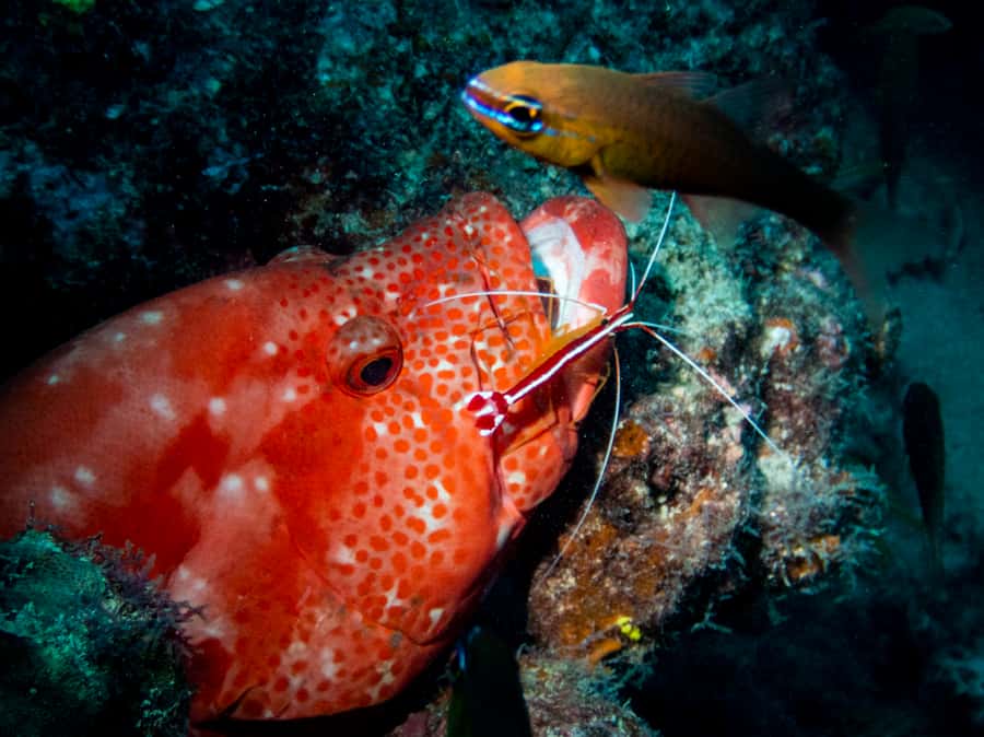 Tamarin: Exploration Dive - Key points at a glance