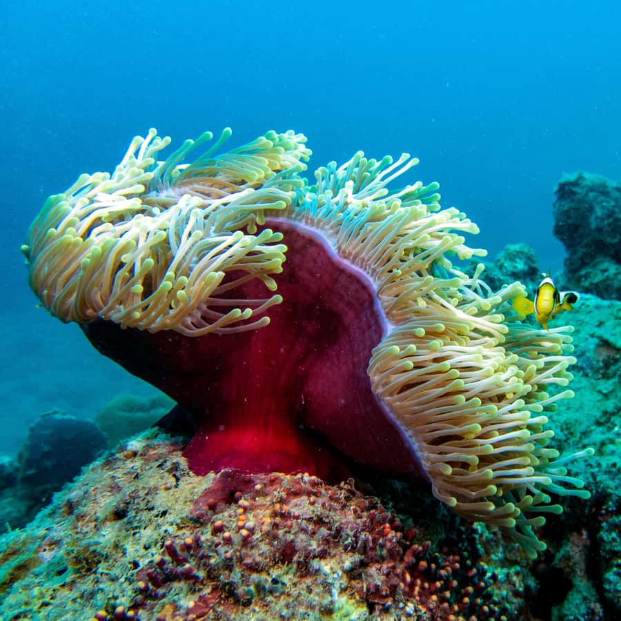 Tamarin: Exploration Dive - A local-style outing from Veranda Tamarin Hotel