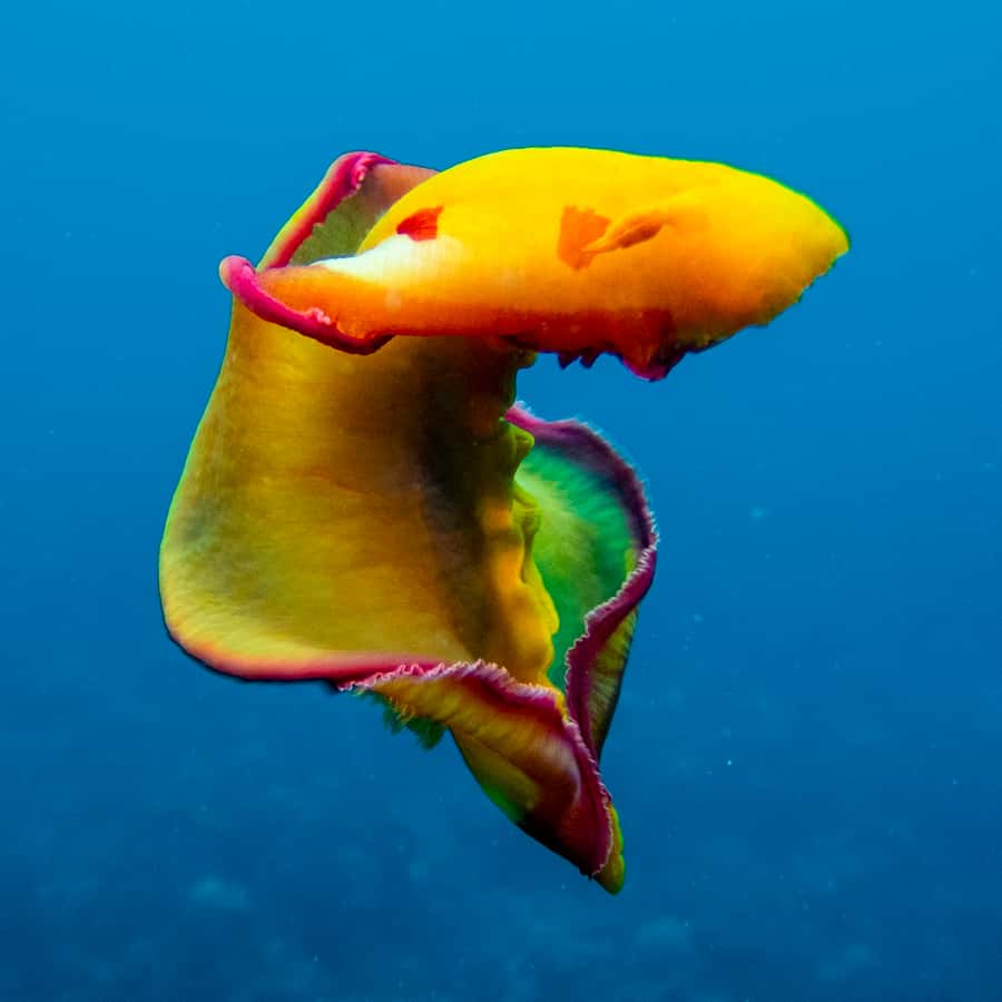 Tamarin: Exploration Dive - What the three-hour schedule feels like