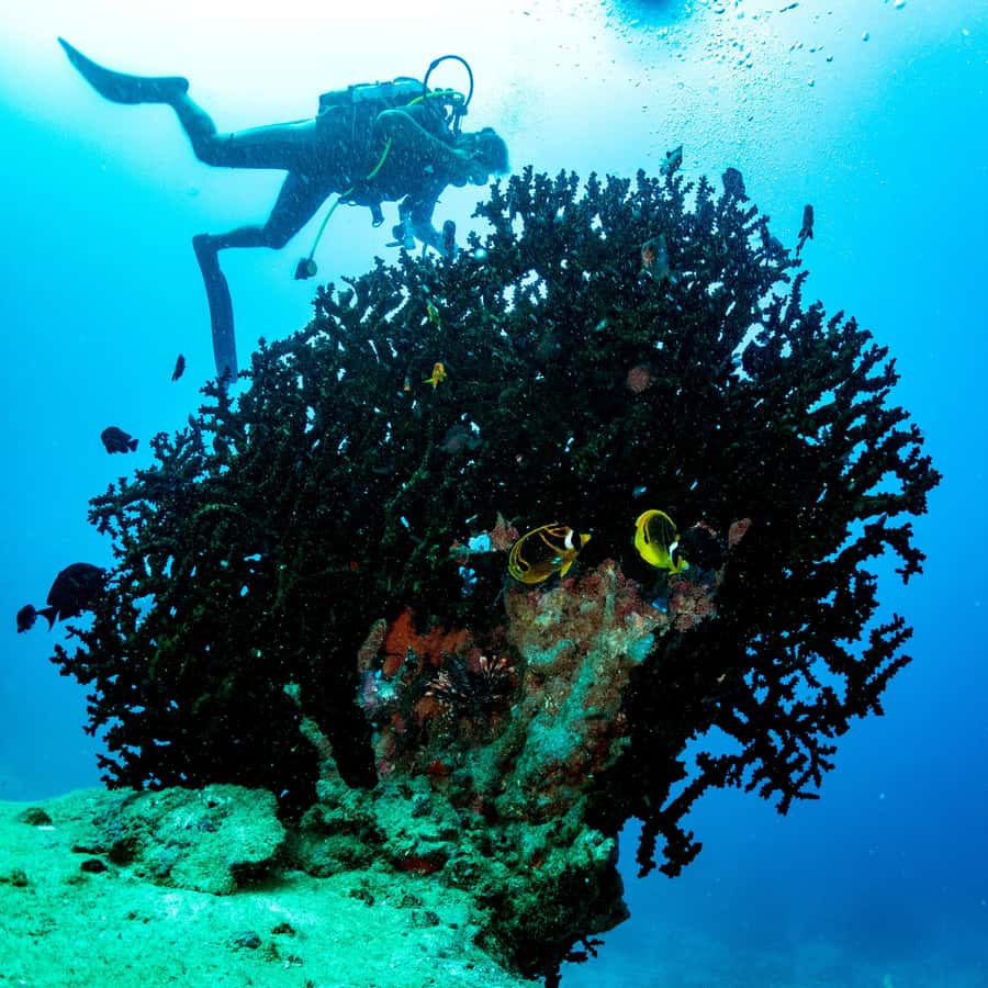 Tamarin: Exploration Dive - Small groups and the role of the guide