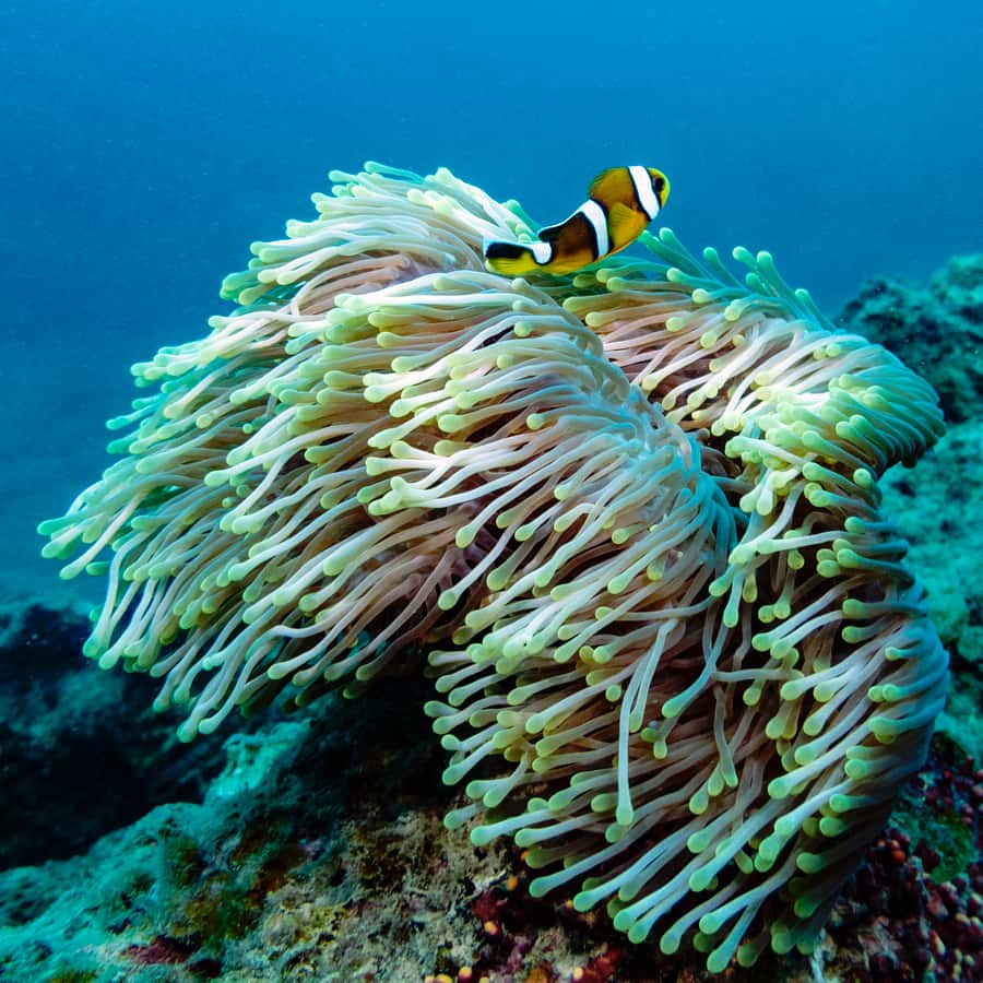 Tamarin: Exploration Dive - Medical rules you should take seriously
