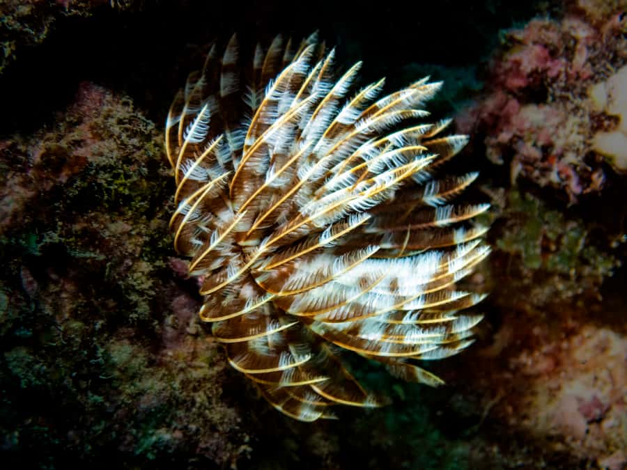 Tamarin: Exploration Dive - Who will get the most from this experience