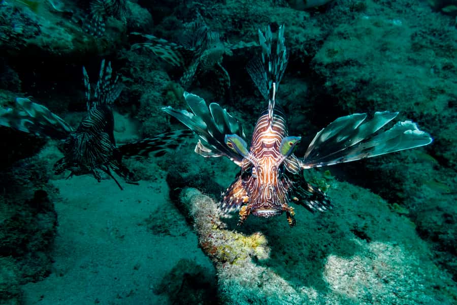 Tamarin: Exploration Dive - Why Tamarin and Black River make a good setting