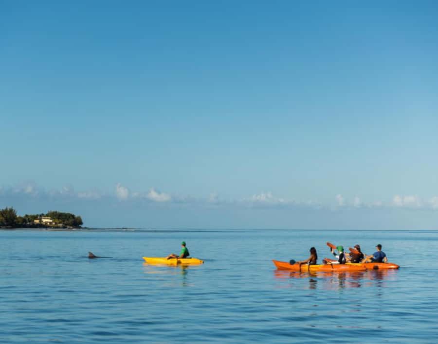 Tamarin: Guided Kayak Tour with Dolphins - The Tamarin River Backup Route