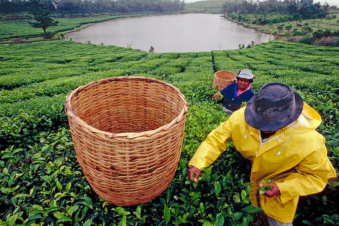 Tea Experience in the Exotic South of Mauritius Private tour. - What This Private South Mauritius Tour Actually Offers