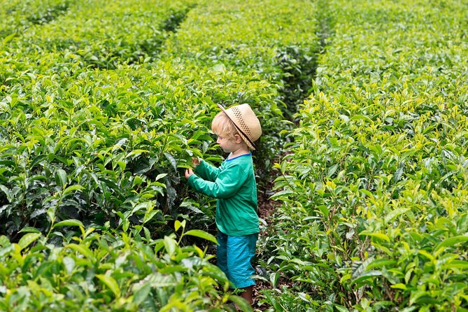 Tea Experience in the Exotic South of Mauritius Private tour. - Floreal’s Factory Shops and Art Galleries