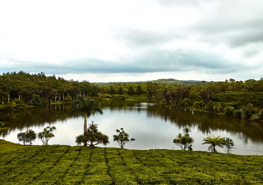 Tea Route: Lake, Forest, Tea Plantation & 3 Course Lunch - Five things to know before booking