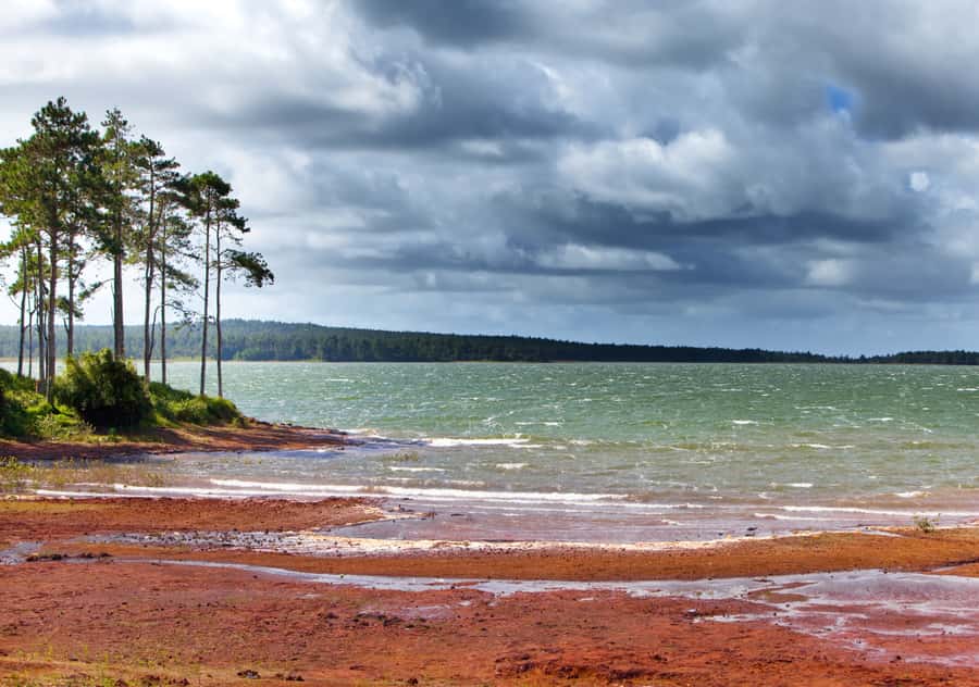 Tea Route: Lake, Forest, Tea Plantation & 3 Course Lunch - Mare aux Vacoas and the Sofie Nature Walk