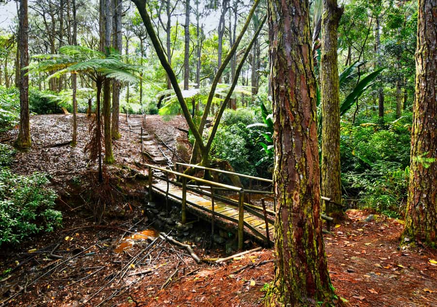 Tea Route: Lake, Forest, Tea Plantation & 3 Course Lunch - Bois Cheri: where the tea promise meets reality
