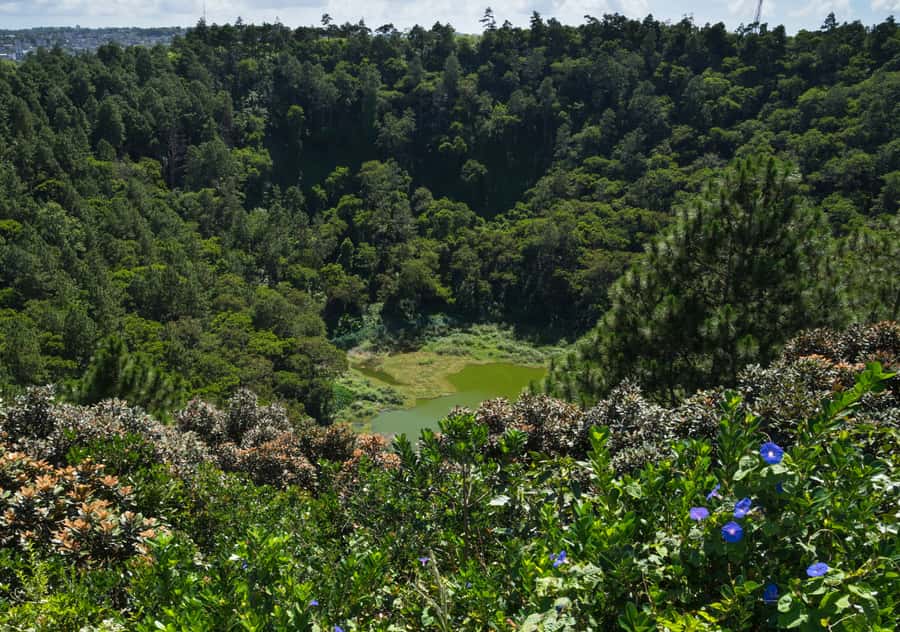 Tea Route: Lake, Forest, Tea Plantation & 3 Course Lunch - How the guiding affects the day