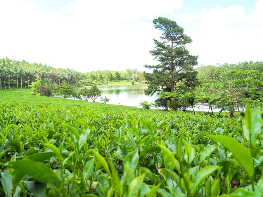 Tea, Rum & Vanilla Route - A full day built around Mauritius’s traditional products