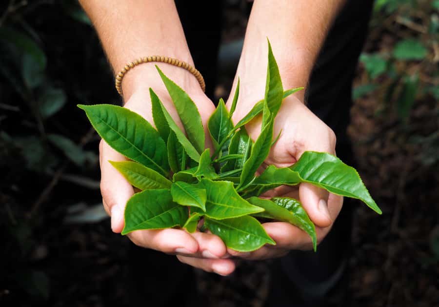 Tea, Rum & Vanilla Route - Domaine de Saint Aubin: rum, vanilla, sugar, and more