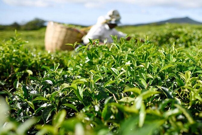 The East Discovery Tour: Bois-Cheri Tea Factory, Blue-Bay Marine Park & Lunch - Lunch: a practical three-course break