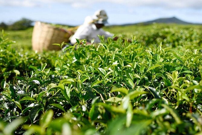The Gorgeous East: Bois Cheri Tea factory, Rhumerie St-Aubin, Mahebourg & Lunch - Key points to know before booking