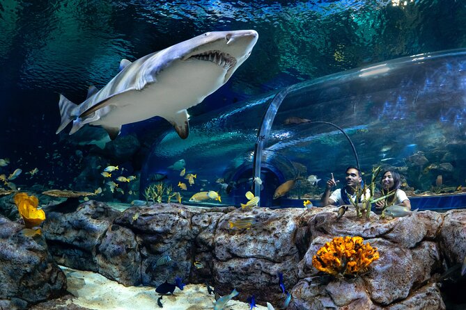 Ticket to the largest Oceanarium of the Mascarene Islands - Quick points before you book