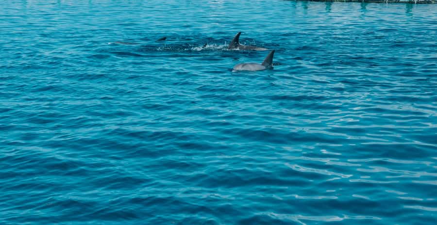 Trou D'Eau Douce: 5 island tour Mauritius with lunch/drinks - Grand River South East waterfall in 20 minutes