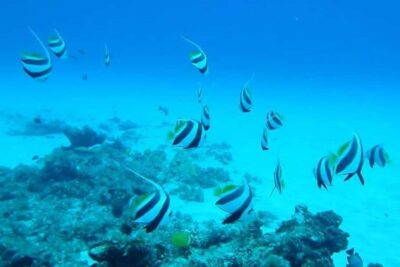 Undersea Walk & Beaches in The North With Transportation