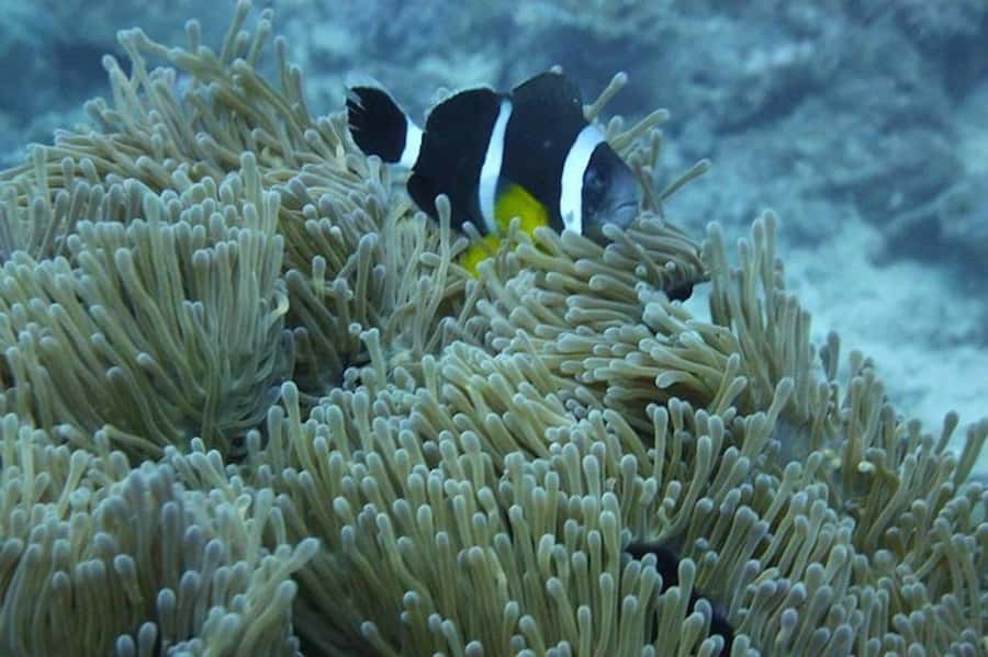 Undersea Walk & Beaches in The North With Transportation - Who should book this day