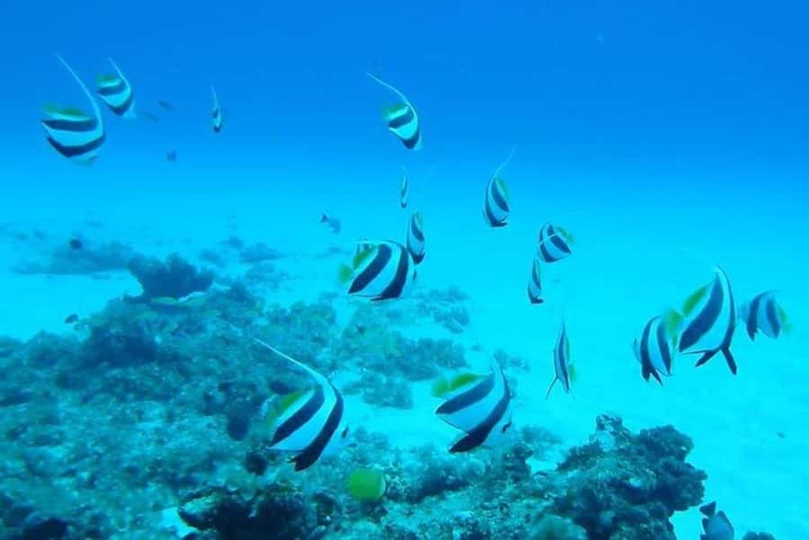 Undersea Walk & Beaches in The North With Transportation - What happens near Grand Baie