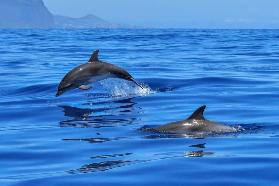 West: Swim wz dolphins, Crystal Rock, Lunch Benitiers island - Leaving the beach for West Mauritius