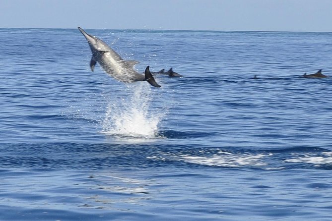 Whale and Dolphin Watching Private Boat Tour from Mauritius - Why this private Mauritius boat trip is different