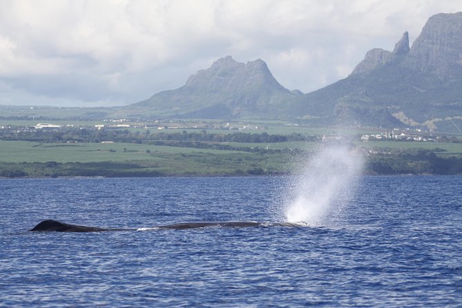 Whale and Dolphin Watching Private Boat Tour from Mauritius - Swimming near dolphins in their natural setting