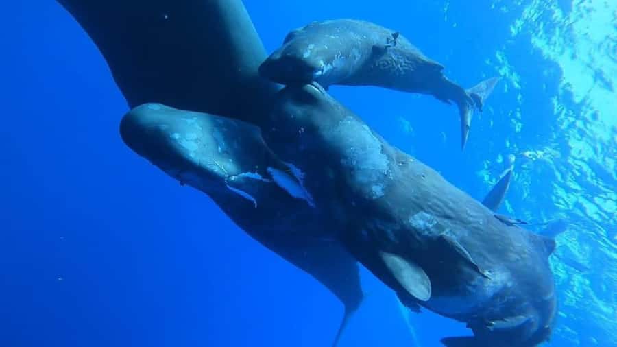 Whale & Dolphins Swimming - Private Speedboat Exclusive Tour - Key points to know before booking