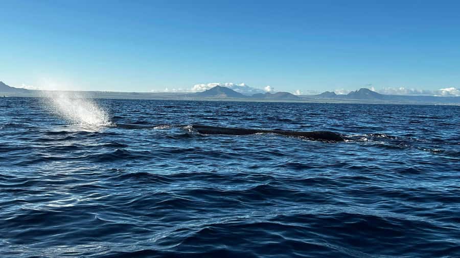 Whale & Dolphins Swimming - Private Speedboat Exclusive Tour - What the four-hour outing is really offering