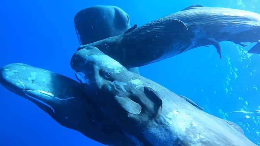 Whale & Dolphins Swimming - Private Speedboat Exclusive Tour - Breakfast on board, with an important check