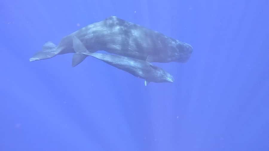 Whale & Dolphins Swimming - Private Speedboat Exclusive Tour - The whale search and the limits of wildlife trips