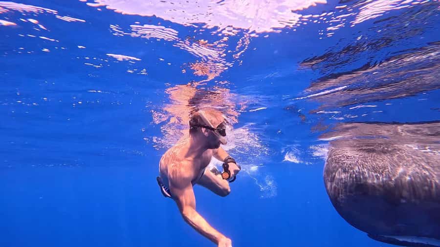 Whale & Dolphins Swimming - Private Speedboat Exclusive Tour - Snorkeling at the reef and iconic stops