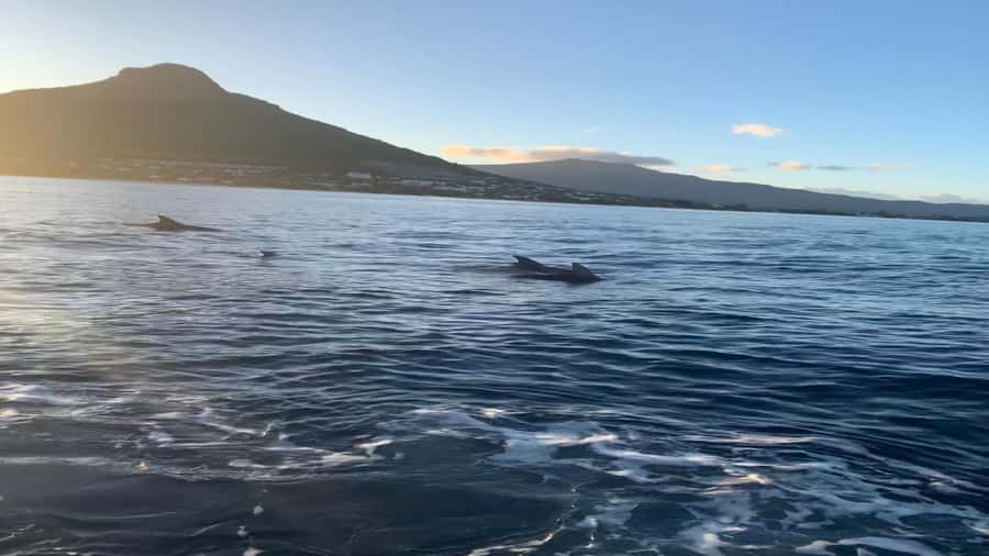 Whale & Dolphins Swimming - Private Speedboat Exclusive Tour - Leaving Mauritius by private speedboat