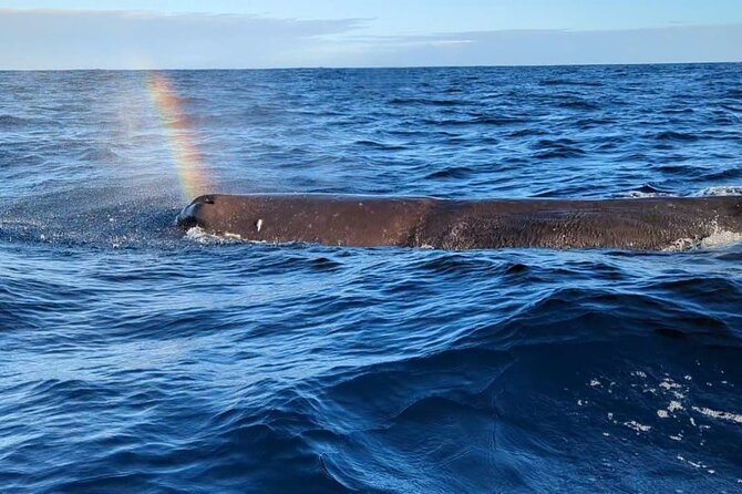 Whale Dream ltd - Whales watching and swim with dolphins - Key points to know before you book