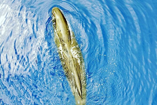 Whale Dream ltd - Whales watching and swim with dolphins - Why the 6 a.m. start matters