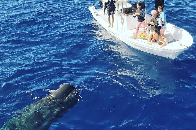 Whale Dream ltd - Whales watching and swim with dolphins - Watching whales without chasing them