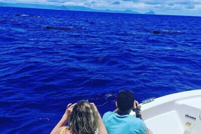 Whale Dream ltd – Whales watching and swim with dolphins