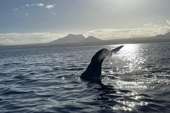 Whale Dream ltd - Whales watching and swim with dolphins - Meeting spinner dolphins and bottlenose dolphins