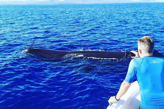 Whale Dream ltd - Whales watching and swim with dolphins - Is the $741.51 group price good value?