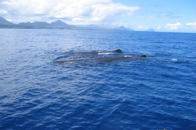 Whale watching