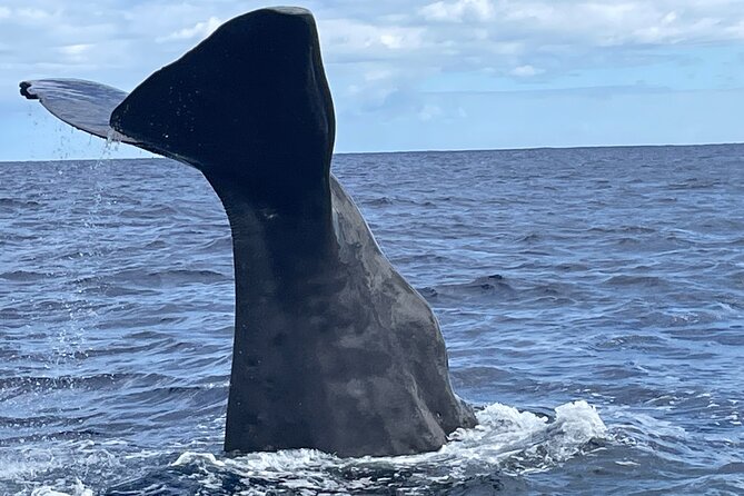 Whale Watching and Private Ocean Safari Experience in Mauritius - Key points before you book