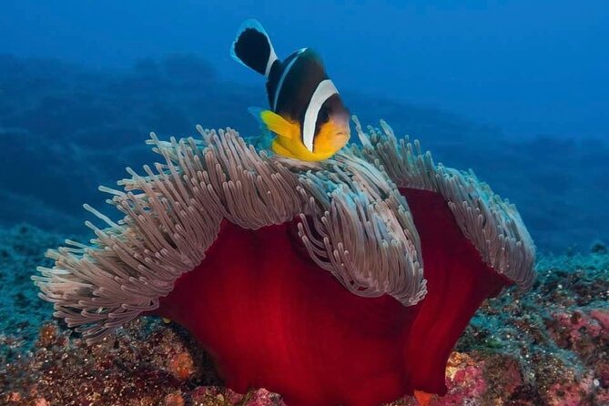 Whale Watching and Private Ocean Safari Experience in Mauritius - A fast, steady boat made for offshore watching