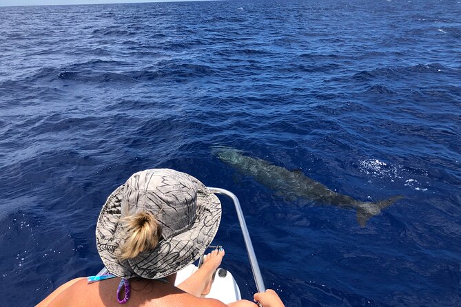 Whale Watching and Private Ocean Safari Experience in Mauritius - Dolphins, turtles, and the second half of the morning