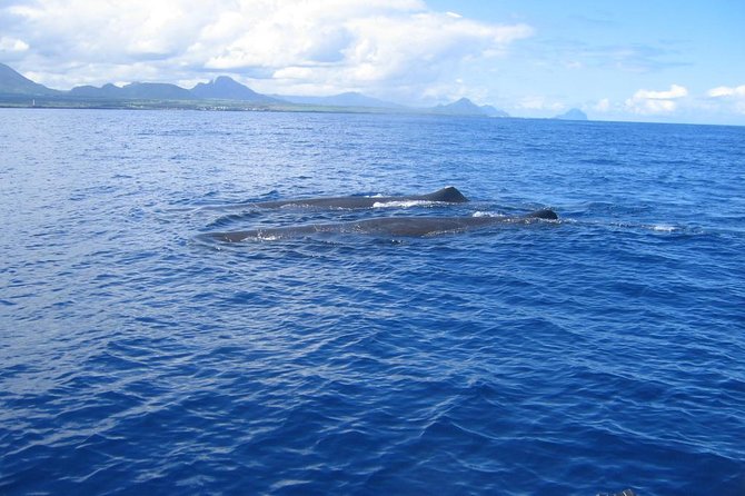 Whale watching - Setting Out From Grande Riviere Noire at 10 a.m.