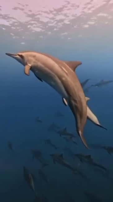 Wild Dolphin Encounter & Snorkeling Adventure – Mauritius. - Meeting dolphins in the wild