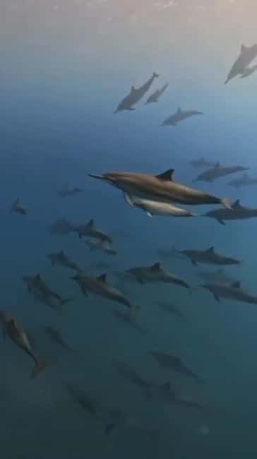 Wild Dolphin Encounter & Snorkeling Adventure – Mauritius. - What the $65 price really gives you
