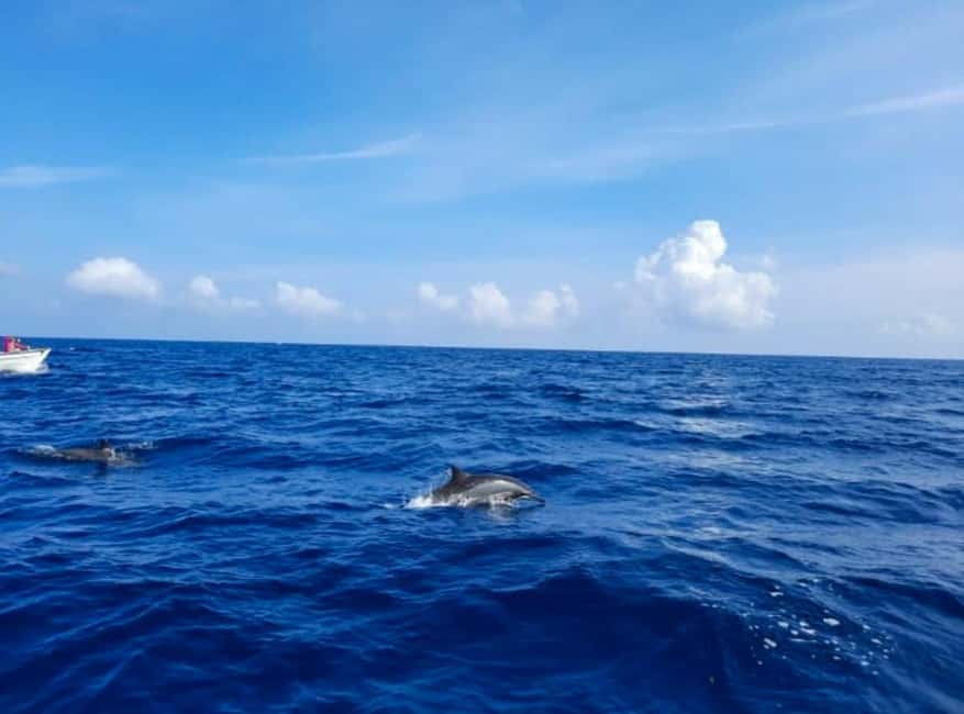 Wild Dolphin Encounter & Snorkeling Adventure – Mauritius. - Who will enjoy this trip most
