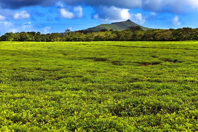 Wild South: Full-Day tour incl Rhumerie St Aubin, Bois cheri Tea factory & Lunch - Five things to know before you book