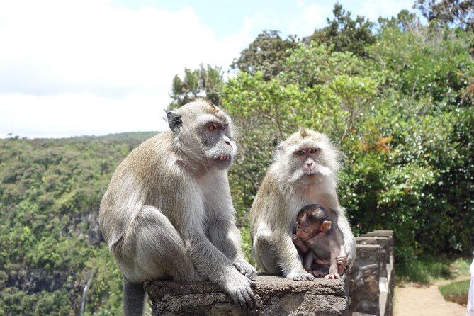 Wild South West Tour : SAFARI & TULAWAKA CASELA PARK & LE MORNE - What the $168.99 price really covers