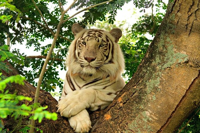 Wild South West Tour : SAFARI & TULAWAKA CASELA PARK & LE MORNE - Tamarind and the unnamed southwest village
